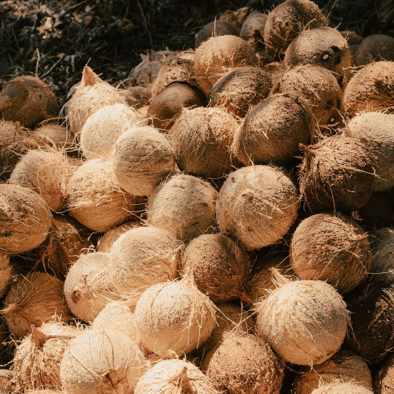 Coconuts